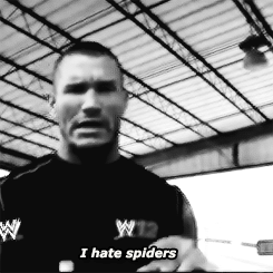 r-a-n-d-y-o-r-t-o-n:   In the honor of Randy Orton mentioning his fear of spiders