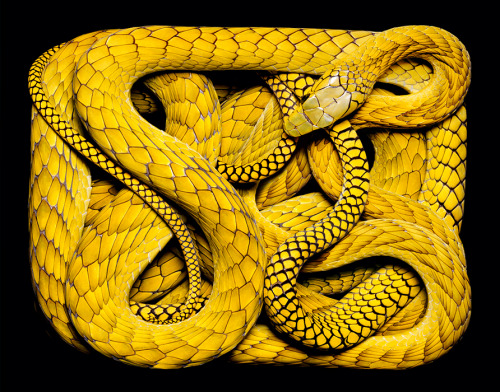 grace-from-dogville:  “Serpens” by Guido Mocafico - Creepy and venomous beauty.
