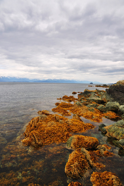 Seaweed covered rocks