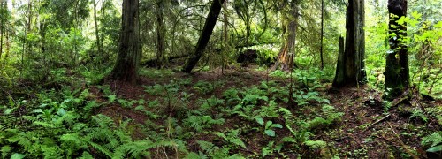 cherenkovbouquet:Went for a shortish patrol to a corner of the swamp today. Haven’t been down ther