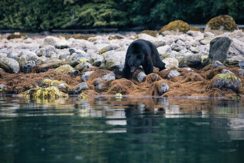 grazing. photo: graeme_o