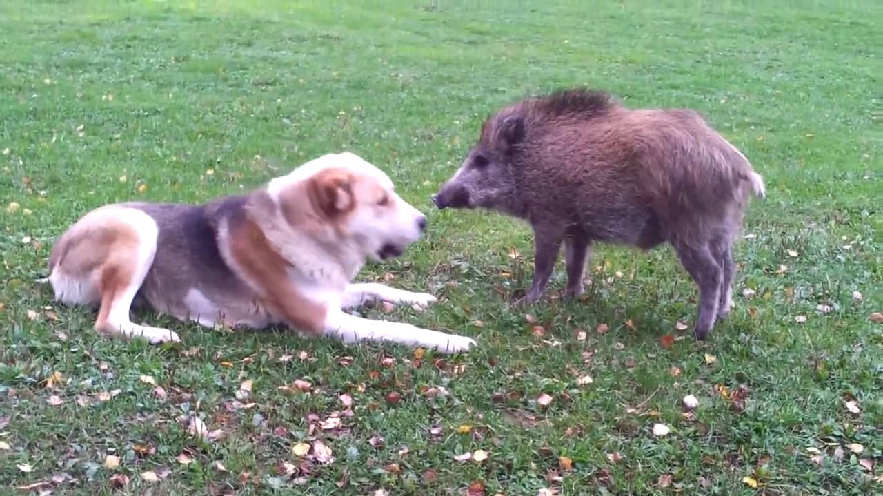 jillsteinfuneralcity:  valid texas wild pigs (javalina): native species, exactly