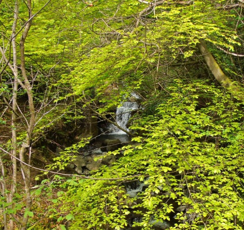 Hill walk in the Ochils from  Tillicoultry. More pics from yesterdays walk. 