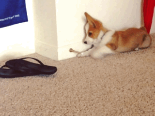 cute-overload:  I could watch this all day long, and I probably willhttp://cute-overload.tumblr.com