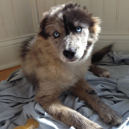 Just chilling on my floor :) I have more pictures at http://www.pomskyprincess.com