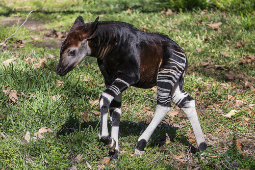 sdzsafaripark:Baby Okapi Strutting His Stripes on Flickr.