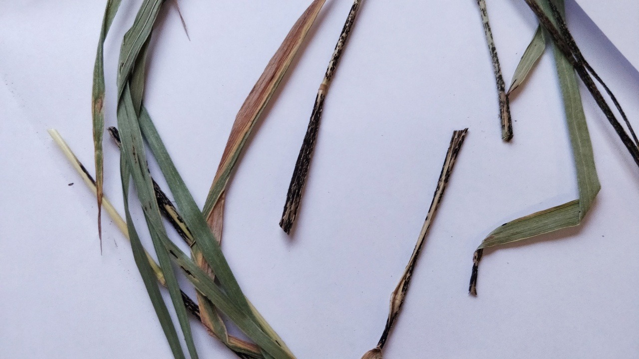 Stem rust disease is caused by the fungus Puccinia graminis. Masses of teliospores are seen in the pictures above.