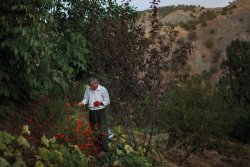 kurdishrecognition:a kurdish man picking marigolds, seraw, southern kurdistan by sebastian meyer