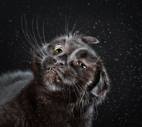 cornerof5thandvermouth:tht1chck:bobbycaputo:Portraits of Cats Shaking Themselves Clean Photographed 