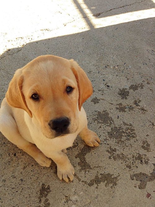 Lulu&rsquo;s pups from ECAD&rsquo;s most recent Puppy Cam litter are looking more adorable e