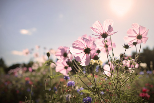 floralls: The autumn garden by  Jan Hruska