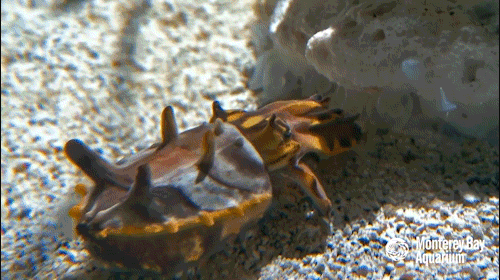 montereybayaquarium:  A mother knows!Cracking the code of cuttlefish courtship was critical to the success of the “Tentacles” exhibition. Our cunning husbandry team created the perfect circumstances to keep the critters comfortable and cajole them