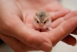 animallegion:  Baby Hamster, so cute.