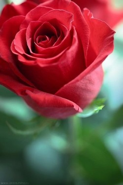 shadelovingflowers:  I’d rather have #roses on my table than #diamonds on my neck. - Emma Goldmanhttp://www.newsleak.ninja/r/3mS5f
