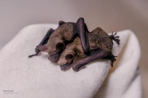 Your Daily Batty Dose!Tri-colored Bat (eastern pipistrelle)  Source [x]