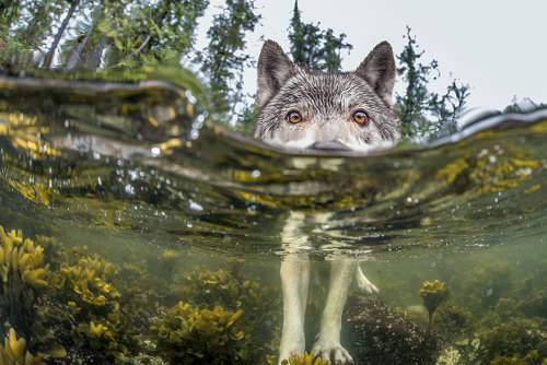 buggirl:  awesome-picz:    National Geographic’s Top Photos Of 2015.  Beauty 