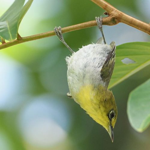 leehsia_ganSwinhoe’s white-eye