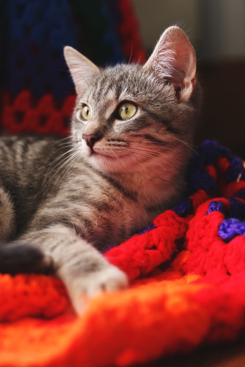 89cats:  kitten! 