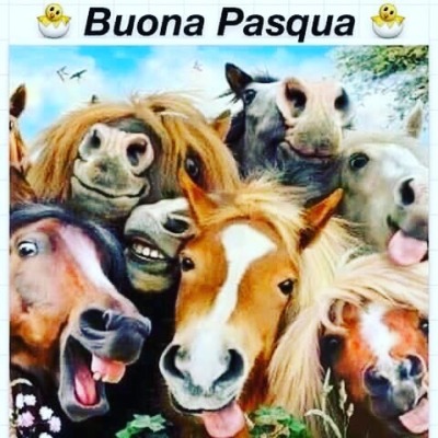 Buona Pasqua da #ilsjumping #cavalli #equitazione #passegiateacavallo✔ #ponies  https://www.instagram.com/p/CNO7fCwhwIc/?igshid=1sbp39jn3frw6 #ilsjumping#cavalli#equitazione#passegiateacavallo✔#ponies