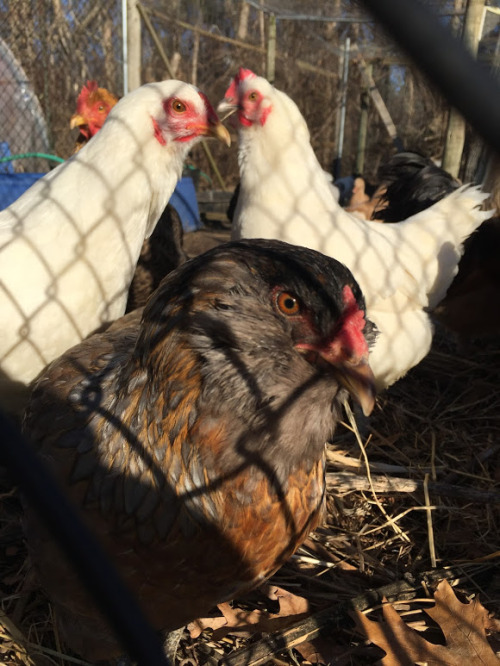 cats, chickens, dwarf goats @ Sacred Gardens(bunnies too)https://www.bewellcommunity.org/ 