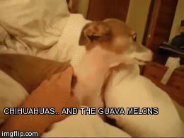 thecutestofthecute:“Scary” Halloween Story For Emma The Italian Greyhound!! Prt.1 By Tra