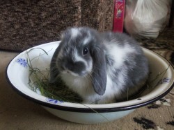 helenellen:  happy bunny is a full bunny
