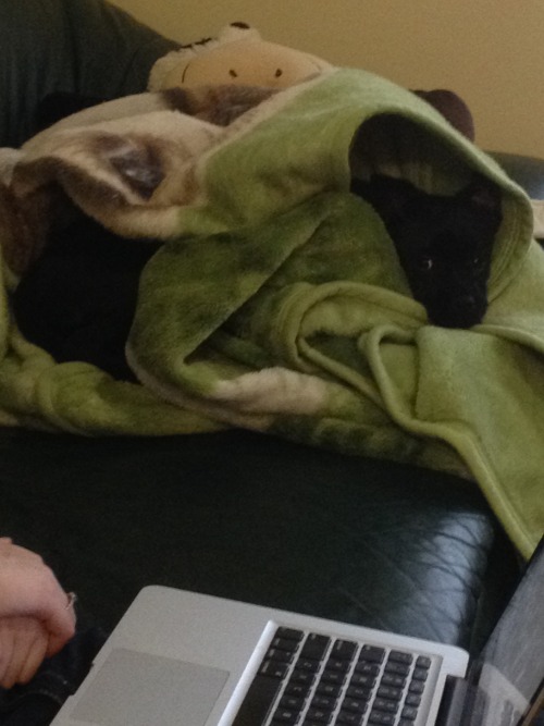 imgonnamakeachange:  healthy-is-perfection:  7eleven:  My puppy was just hit by a car last night, his pelvic bone has a break and both of his hind legs are so messed up, I left the room when the vet was looking at them. He is missing chunks of his skin