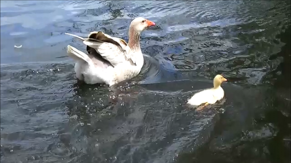 piraticoctopus:  This duckling has had no parents taking care of it for whatever