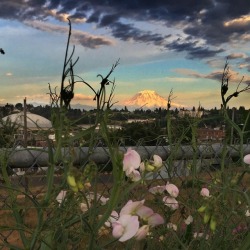 renefabre:Just about sunset in old T-Town…  A really nice picture of Rainier with the Tacoma Dome