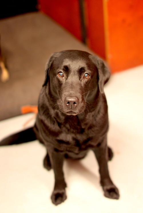 Smilla, 10 year old labrador retriever from the city of Stockholm