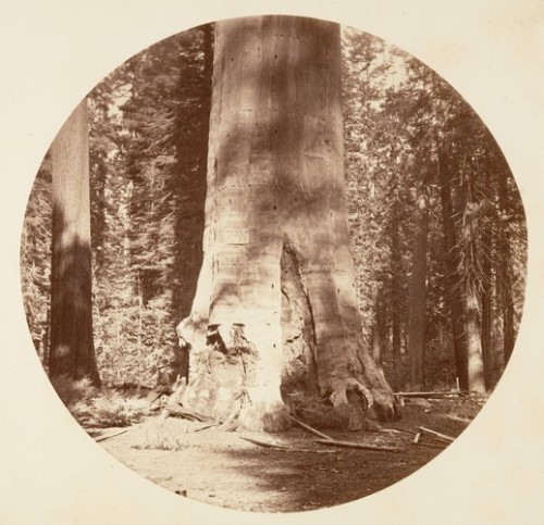 The Mother of the Forest - Calaveras Grove by Carleton E. Watkins, Metropolitan Museum of Art: Photo