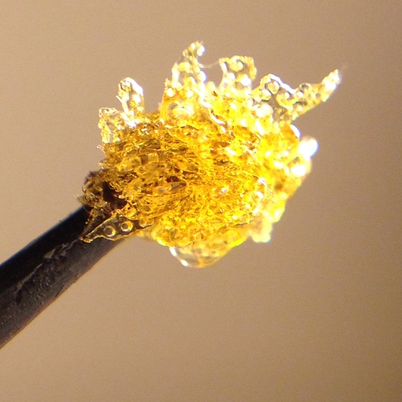 shine-my-way:  Phantom Og flower rosin made with love, making this stuff is so rewarding.