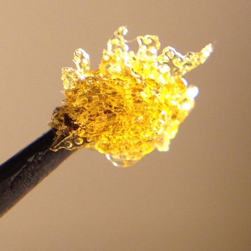 shine-my-way:  Phantom Og flower rosin made with love, making this stuff is so rewarding. ✨🔶💛🔆 (the first three pictures have hash with flower rosin and picture 7 is ravioli, mixed micron headband hashish pasta and liquid coke OG filling ;)