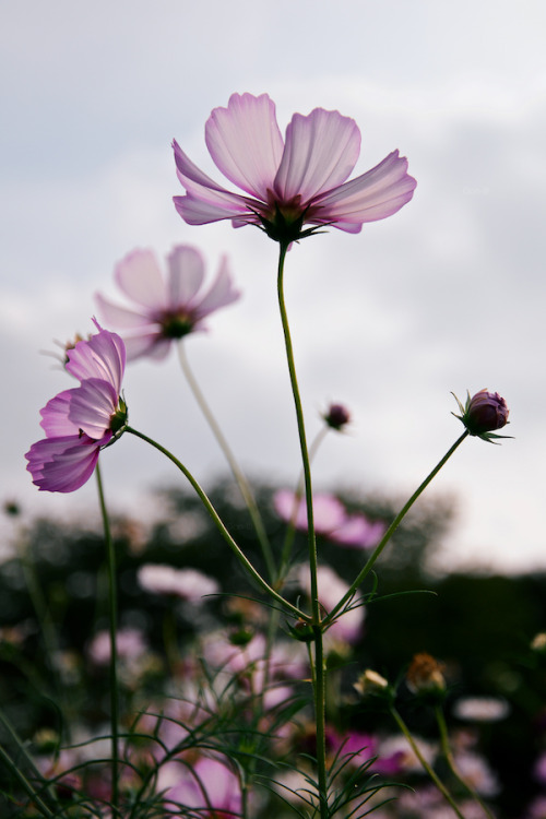 のびやかな花々 2014年、昭和記念公園。 これの別バージョン。コスモスはほぼ昭和記念公園……。