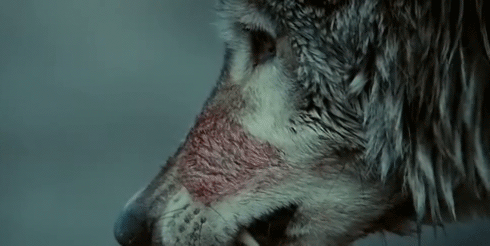 Deathowler's howls