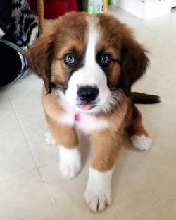 handsomedogs:  stella is my beautiful bernese mountain dog/saint bernard mix :) sometimes she runs really fast at a wall and can’t stop in time so she slides into the wall and falls down but she always gets up and looks really proud of herself and i’m