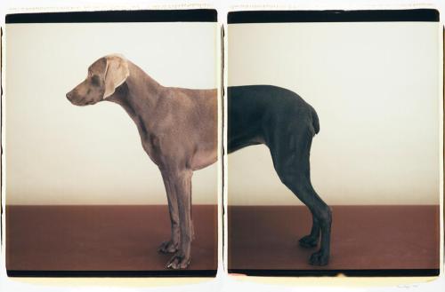 playburo:Two Tone, by William Wegman