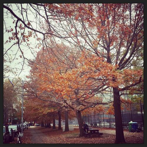 Autumn in NY #greenpoint #williamsburg #newyork #nyc #travel #exploring #autumn #autumnleaves #igtra