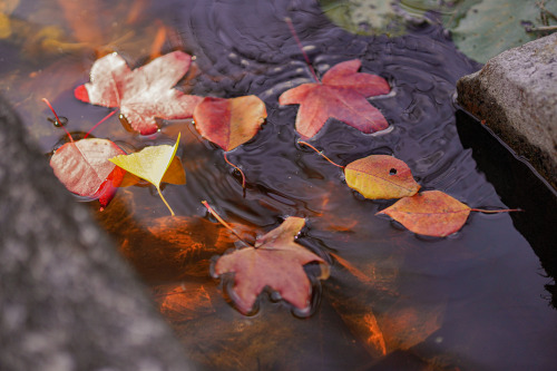 『みなも』sony a6400 + SIGMA 56mm F1.4 DC DN | Contemporary2021.12location : 静岡県 Shiuoka, japan