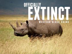 everchanginghorizon:  Another species to be added to the ever-growing tick-list:  Africa’s Western Black Rhino has been officially declared EXTINCT. Poaching and lack of conservation have led the subspecies of black rhino to extermination, while the