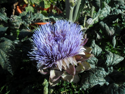 Artichoke gone to flower. 