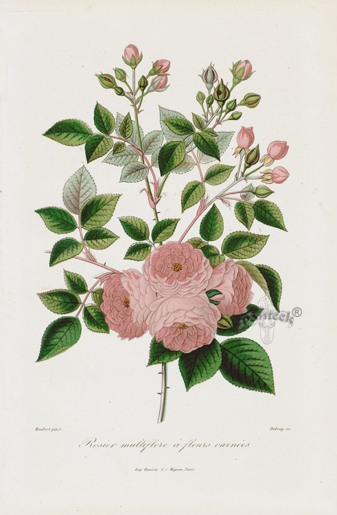 theladyintweed - Rosier Multiflore a Fleurs Carnees...
