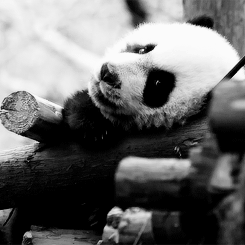  Don’t be a racist be like a Panda: It’s white, black and Asian. 
