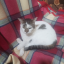 rodent--quinn-queen--posts