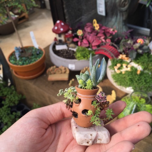 buzzflower:Ok but everyone just looks at this!!!! It was all real succulents that were sooo tiny! I 