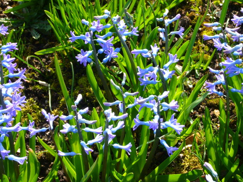 Wild hyacinths.