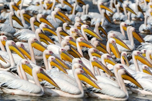 Great white pelicans swim in a water reservoir in the Emek Hefer Valley, north of Tel Aviv on Novemb