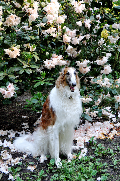 photozoi: The Wizzard in the Rhododendron. the Wizzard- Borzoi