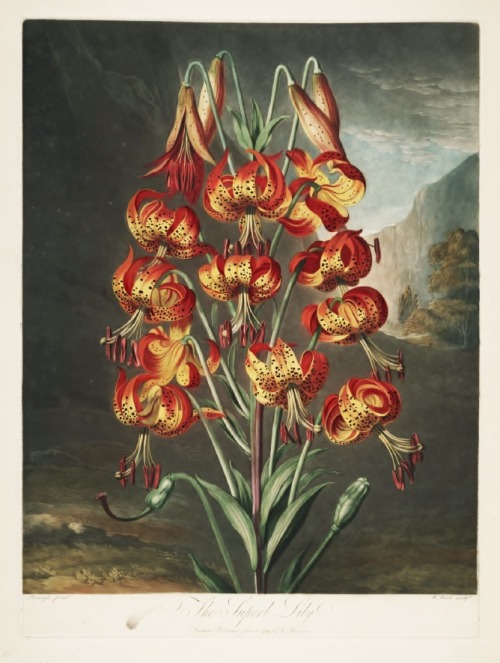 Robert John Thornton, Superb Lily, 1807. From the book New Illustration of the Sexual System of Caro