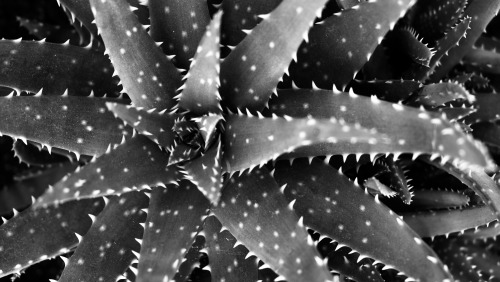 Cactus close-up. March 2020, self-quarantine days. Athens, GR.